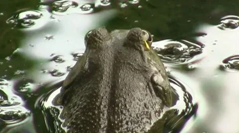 Pond frog closeup.m2ts Stock Footage 8517665