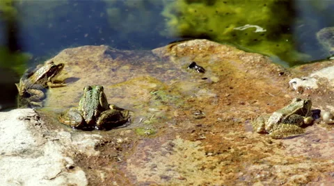 Pond Frog Jump H Stock Footage 42699476