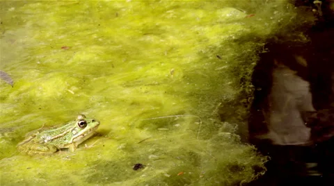 Pond Frog Jump K Stock Footage 45683871