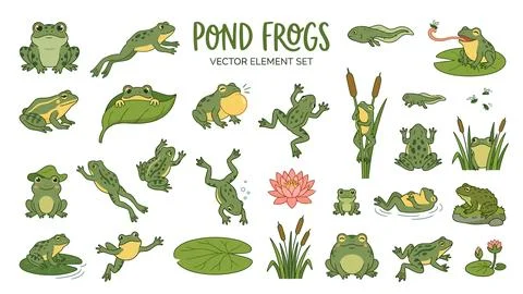 Pond frog vector collection featuring green amphibians in various poses tad.. Stock Illustration