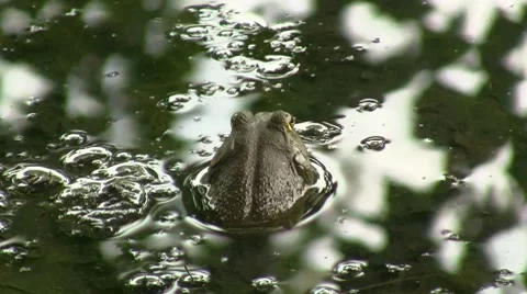 Pond frog.m2ts Stock Footage 8517641