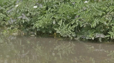 Pond with frogs croaking Stock Footage 43861674