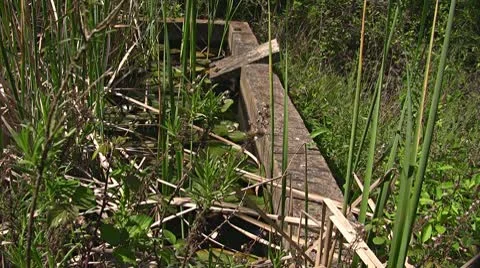 Pond with frogs Stock Footage 8916489