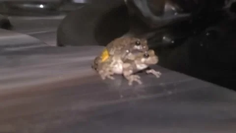 Pond frogs mating  Stock Footage 155065778