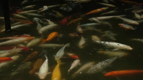A pond full of koi carp in the rain Stock Footage 278996105