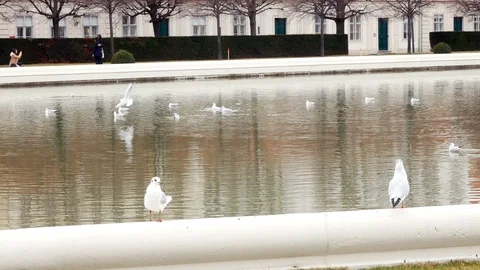 Pond, full of seagull in front of the Belvedere, Vienna Austria Stock Footage 87547840