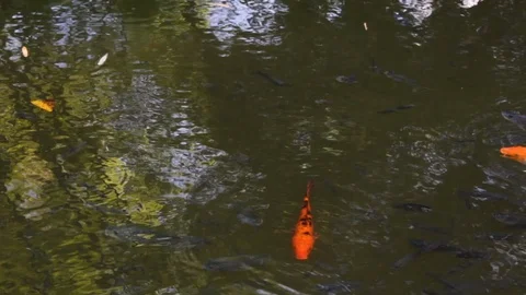 Pond full of small koi fish in a garden Video stock 121896857