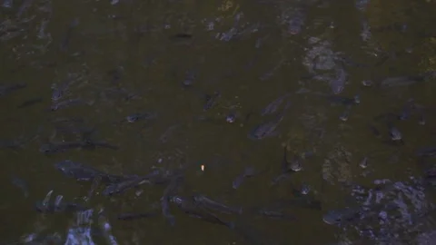 Pond full of small koi fish in a garden Video stock 121896866