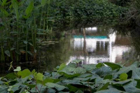 Pond in garden Stock Photos