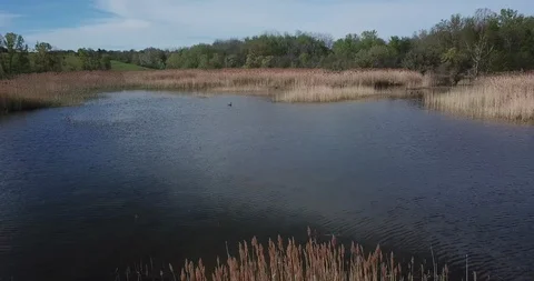 Pond with Geese - Orbit of Subject Stock Footage 109136153