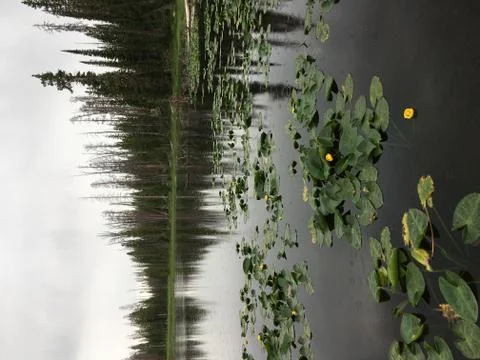 Pond Gloom Stock Photos