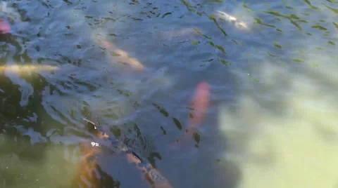 Pond of Goldfish Stock Footage 36604789