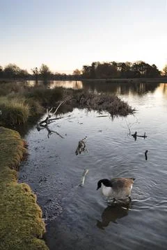 Pond with goose Stock-Fotos