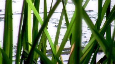 Pond Grass and Bugs HD Stock Footage 1042329