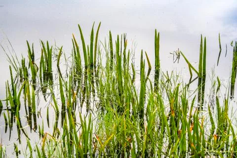 Pond grass and sky reflection 스톡 사진