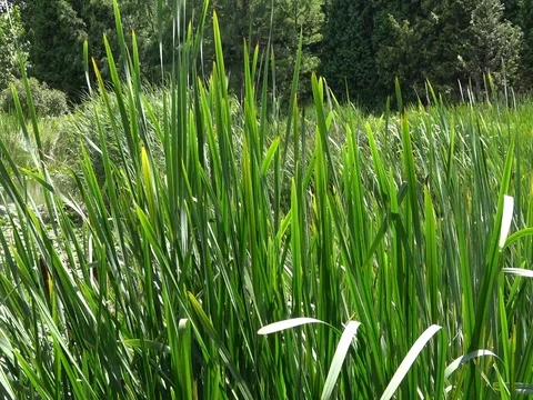 Pond Grass blowing in the wind . Close up Stock Footage 80385491