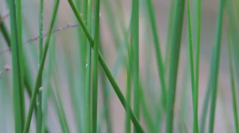 Pond Grass Stock Footage