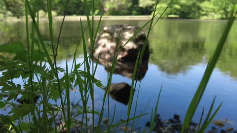 POND GRASS Stock Footage 195520429