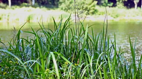 Pond with a grass in movement. Stock Footage