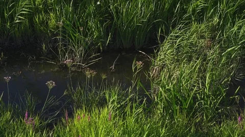 Pond, grass, wind Stock Footage 82061985