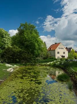 Pond with green algae 스톡 사진