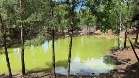 Pond with green algae in pine forest reflecting trees Stock Footage 337359723