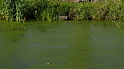 Pond with green algae, Summer, E USA Stock-Footage 140676174