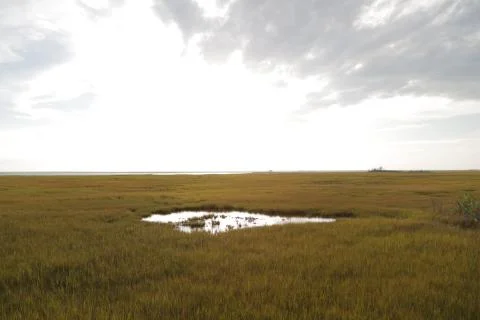 Pond in a green field Stock Photos