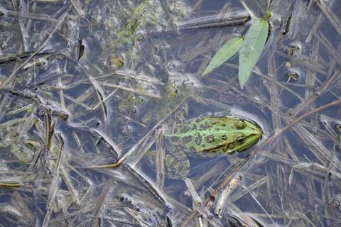 A pond with a green frog Stock Photos
