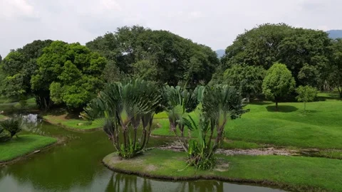 A pond with a green reflection of trees and grass. Aerial view Taiping Lake Vídeo Stock 317257385