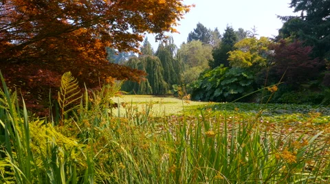 Pond in the green thicket Stock Footage 63611531
