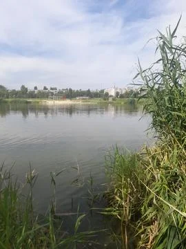 A pond with green vegetation Foto stock