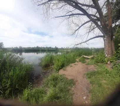 A pond with green vegetation Фото