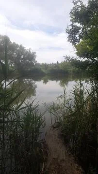 A pond with green vegetation Foto stock