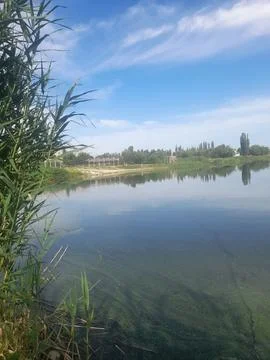 A pond with green vegetation Foto stock