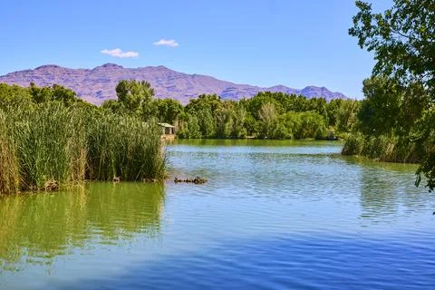 Pond With Greenery And Distant Mountains At Floyd Lamb Park In Las Vegas Nevada 写真素材