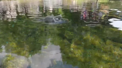 A pond at the head of the river teeming with trout Stock Footage 293017224