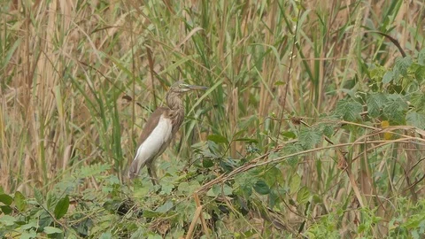 Pond heron bird. Video stock 123229001