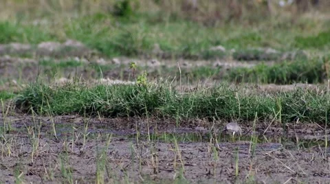 Pond heron catching food in hot paddy field Video stock 59943853
