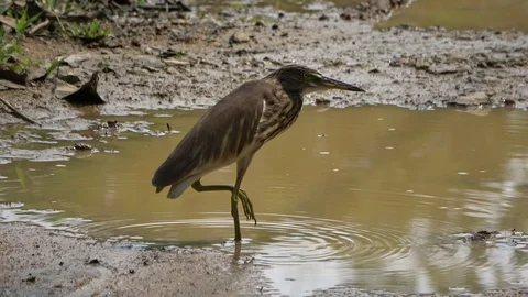 Pond Heron, Malaysia Stock Footage 130161643