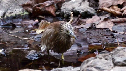 Pond heron near the stream in forest Stock-Footage 301170760
