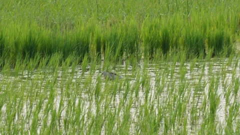 Pond heron or egret Stock Footage 319935541
