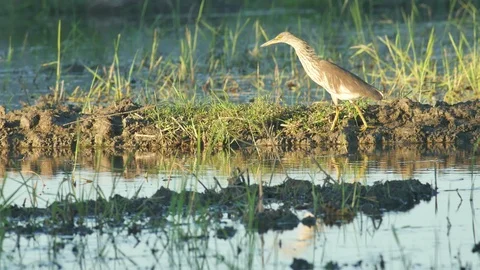 Pond heron in paddy field Stock Footage 101906049