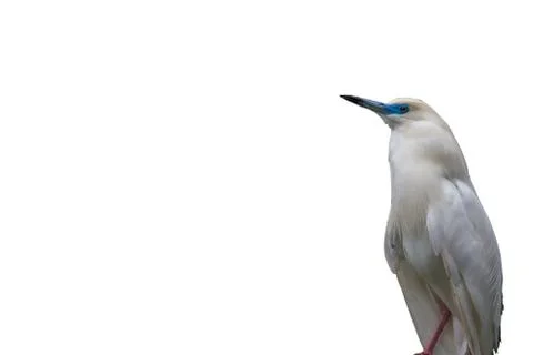 Pond heron Stock Photos