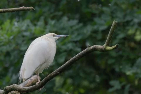 Pond heron Stock Photos