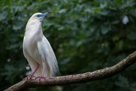 Pond heron Stock Photos
