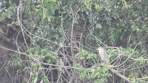 Pond heron resting on the tree branch Video stock 88148173
