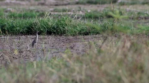 Pond heron running in the field Stock Footage 59943553