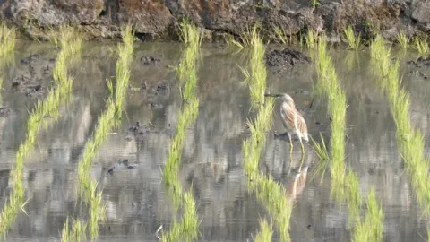 Pond heron standing in flooded rice paddy field with green seedlings, aquat.. Stock Footage 345196877