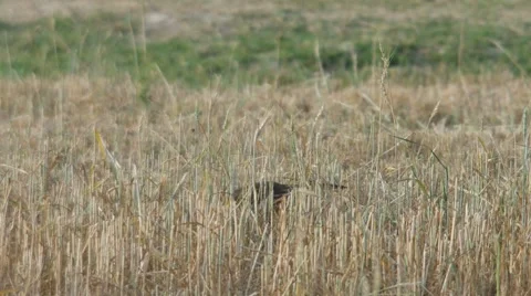 Pond heron walking in the arid field Stock Footage 60602004